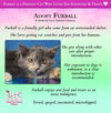 adoptable Cat in , AZ named Furball