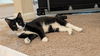 adoptable Cat in Glendale, AZ named Bubba
