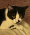 adoptable Cat in Glendale, AZ named Mandi