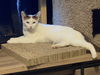adoptable Cat in Glendale, AZ named Mocha