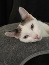 Mocha - Photo 2