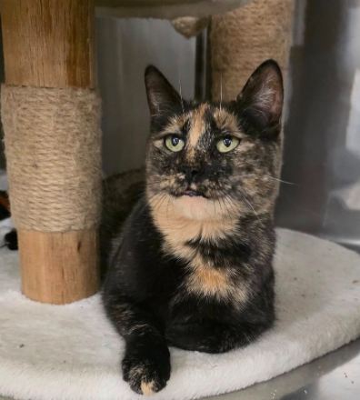 picture of the cat needing adoption