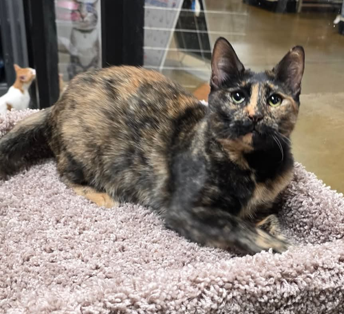 picture of the cat needing adoption