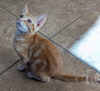 adoptable Cat in Glendale, AZ named Hobbs