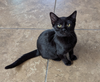 adoptable Cat in Glendale, AZ named Onyx