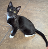adoptable Cat in Glendale, AZ named Boots