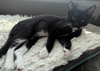 adoptable Cat in Glendale, AZ named Cookie