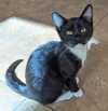 adoptable Cat in Glendale, AZ named Oreo