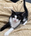 adoptable Cat in Glendale, AZ named Reynaldo