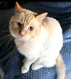 adoptable Cat in Glendale, AZ named Wedo