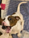 adoptable Dog in Glendale, AZ named Vail