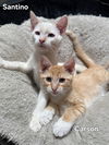 adoptable Cat in Glendale, AZ named Carson