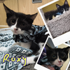 adoptable Cat in Glendale, AZ named Roxy