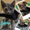 adoptable Cat in Glendale, AZ named Sylphie