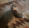 Oliver Twist *CH* - Photo 2