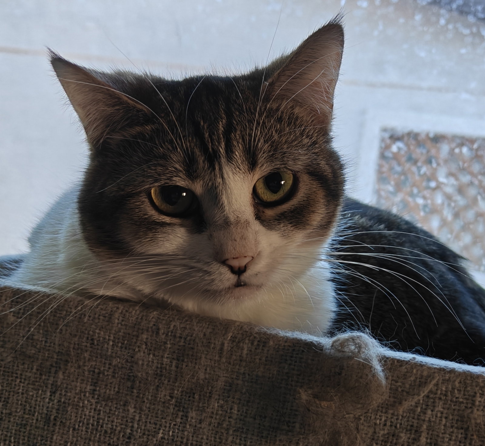 Eris