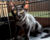 adoptable Cat in Glendale, AZ named Clover