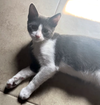 adoptable Cat in Glendale, AZ named Pedro