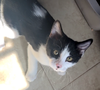 adoptable Cat in Glendale, AZ named Pablo