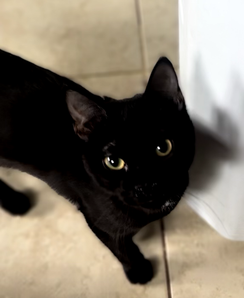 picture of the cat needing adoption