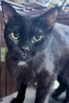 adoptable Cat in Glendale, AZ named Purrsia