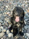 adoptable Dog in Glendale, AZ named Bruce