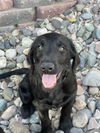 adoptable Dog in Glendale, AZ named Brutus