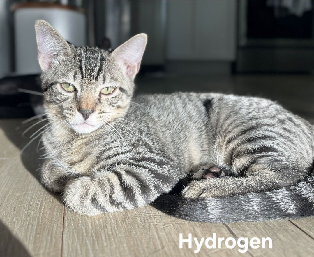 adoptable Cat in Glendale, AZ named Hydrogen