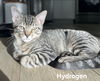 adoptable Cat in Glendale, AZ named Hydrogen