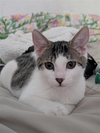 adoptable Cat in Glendale, AZ named Bass Fish