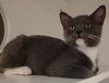 adoptable Cat in Glendale, AZ named Charlotte