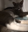 adoptable Cat in Glendale, AZ named Violet