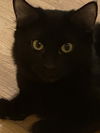 adoptable Cat in  named Balfour