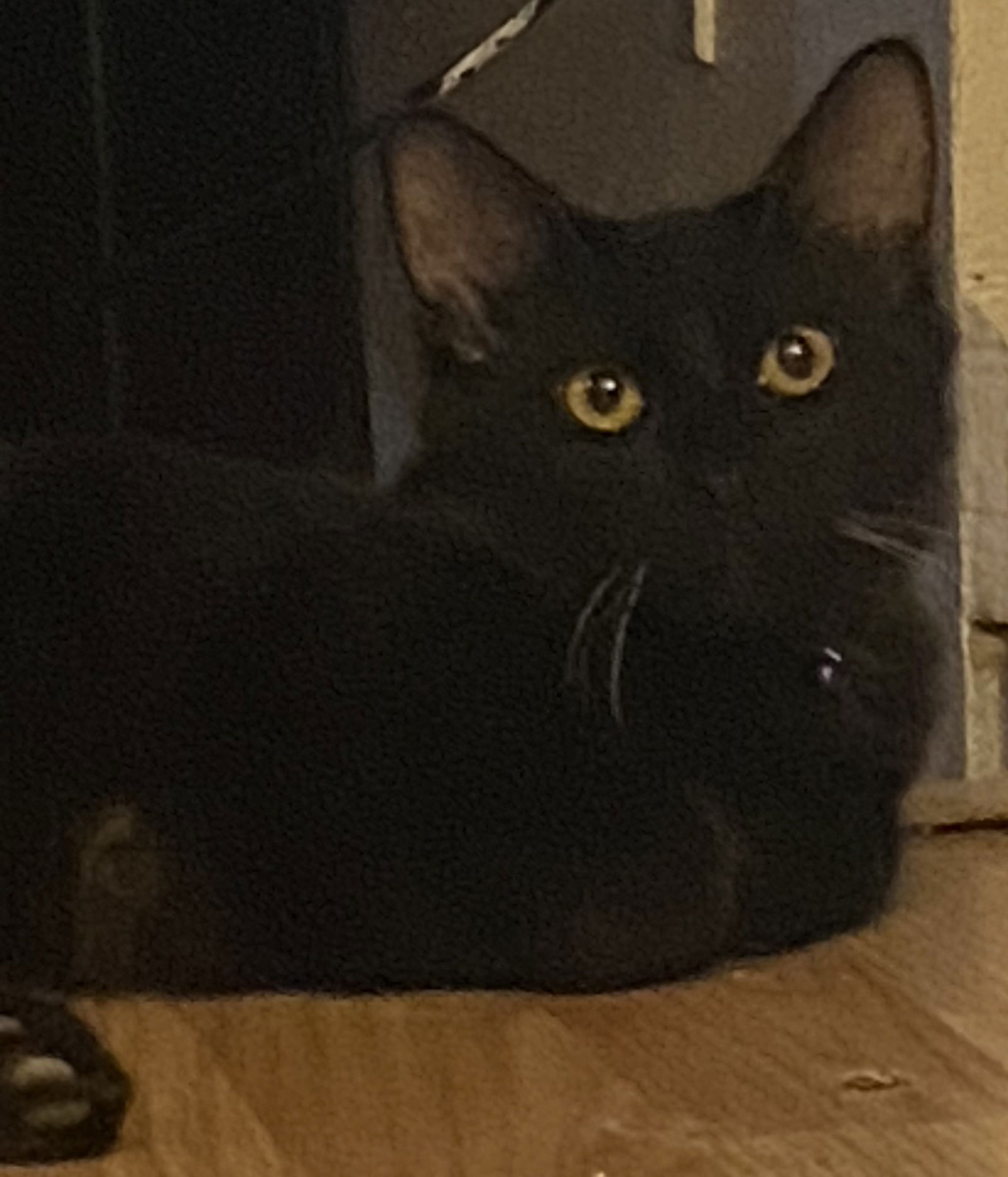 adoptable Cat in Glendale, AZ named Andy
