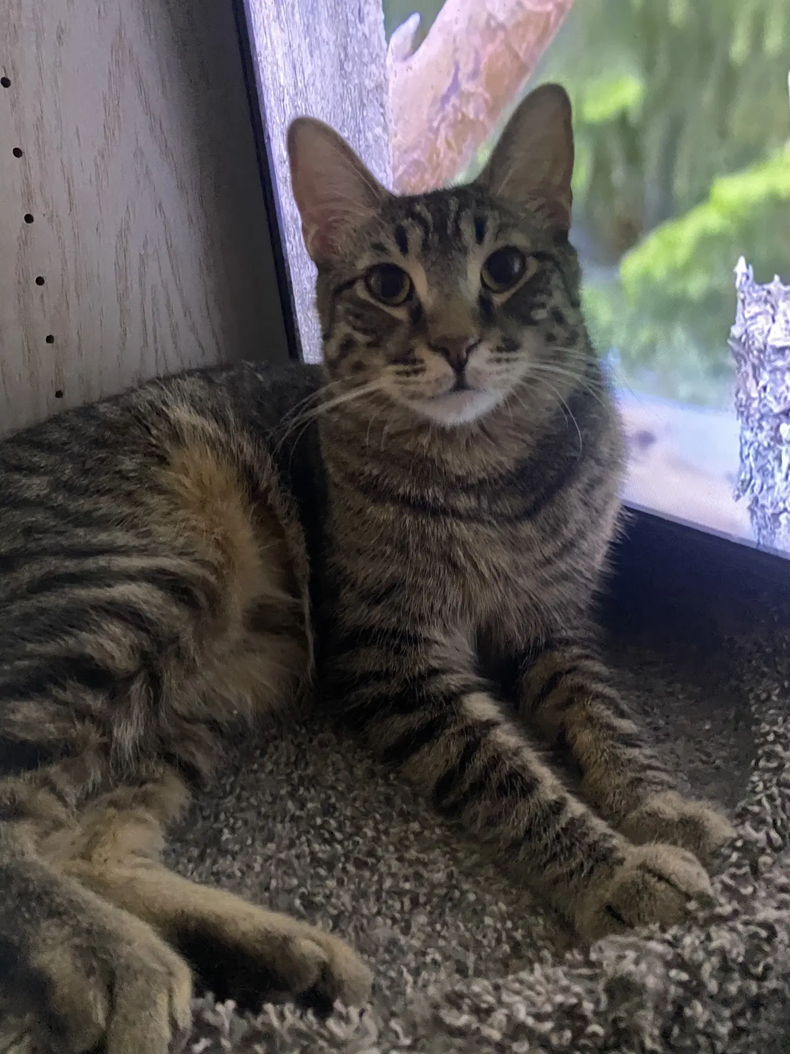 Koda Aka Brownie - Domestic Short Hair