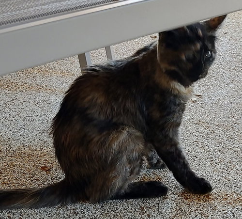 picture of the cat needing adoption