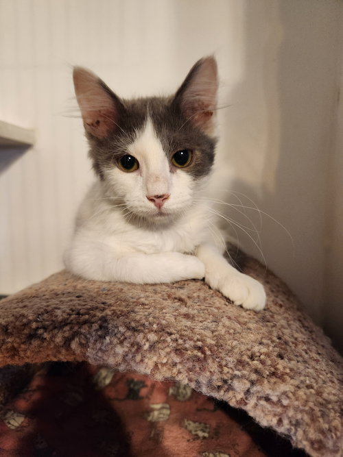 picture of the cat needing adoption