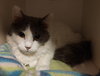 Ollie - Felv+ - Photo 1
