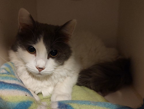 picture of the cat needing adoption