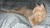 Archie - Photo 1