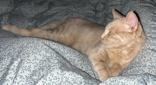 picture of the cat needing adoption