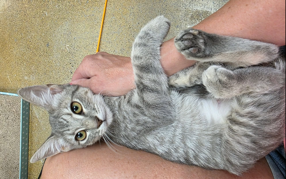 adoptable Cat in Glendale, AZ named Spunky