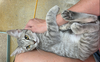 adoptable Cat in , AZ named Spunky