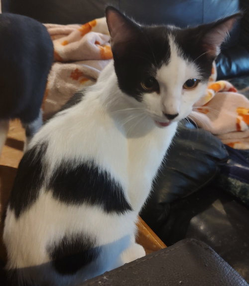 picture of the cat needing adoption