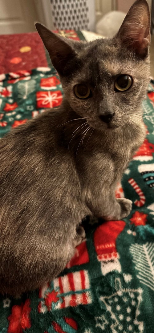 SMOKEY - Domestic Short Hair available for adoption