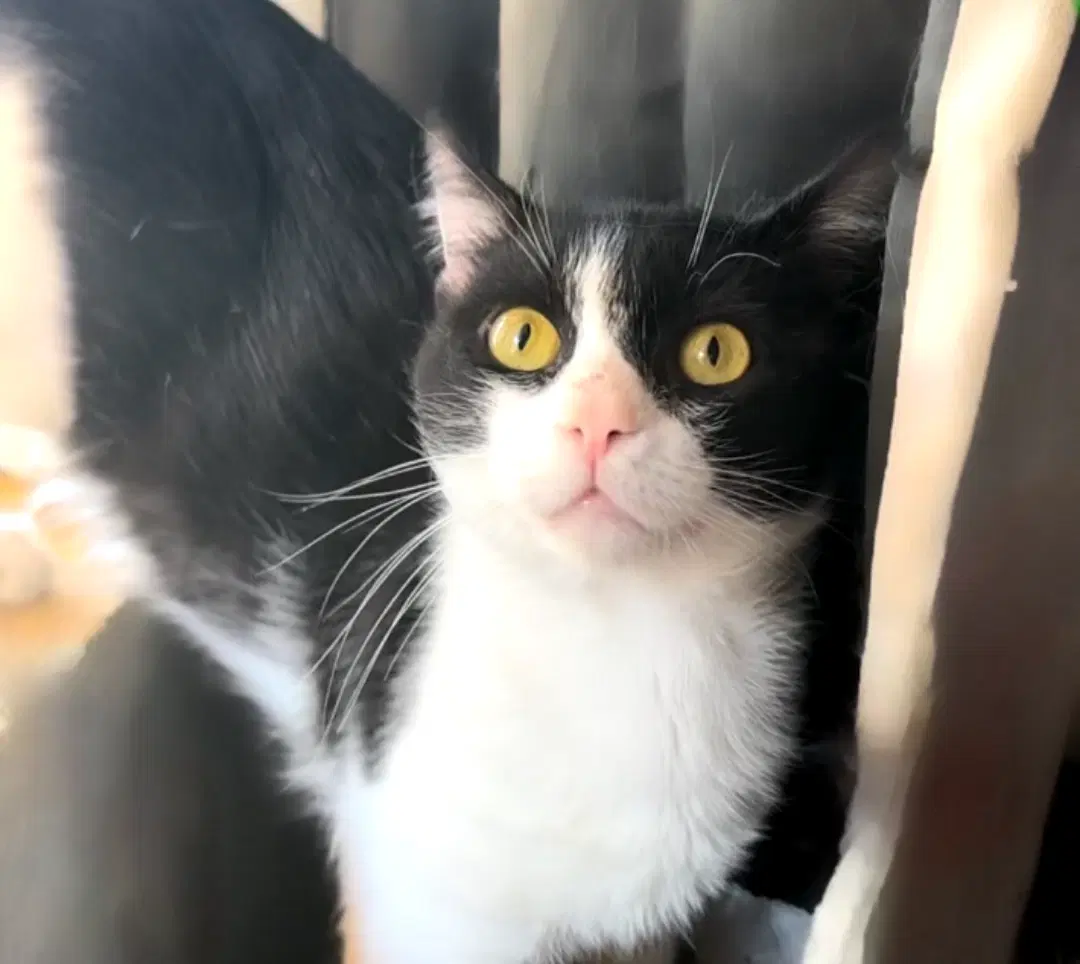 Captain Meow Sparrow Fiv - Domestic Short Hair