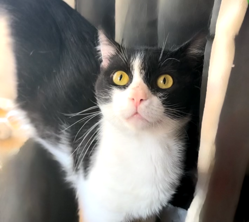 CAPTAIN MEOW SPARROW (FIV+) - Domestic Short Hair available for adoption