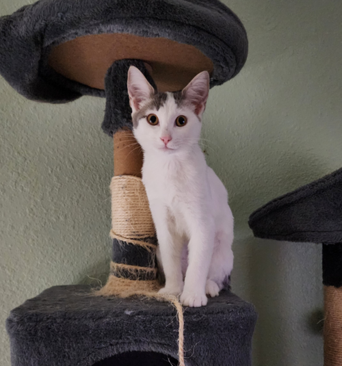 picture of the cat needing adoption