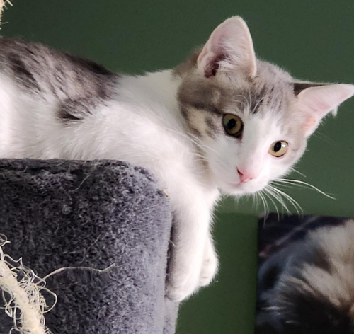 picture of the cat needing adoption