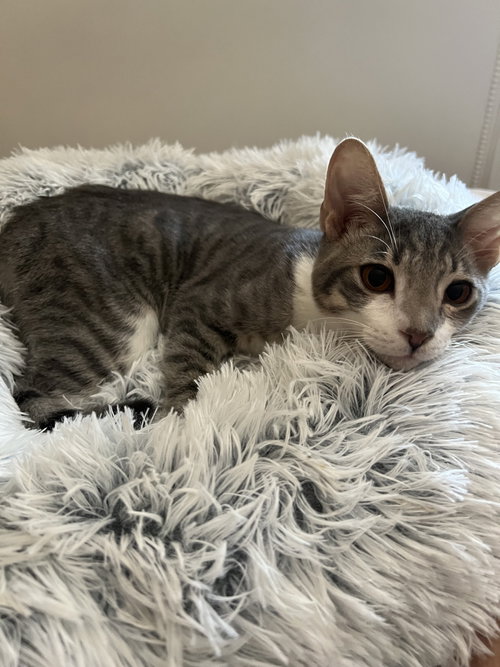picture of the cat needing adoption